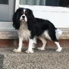 Riley