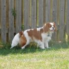 Murphy