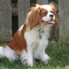 Murphy