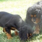 Poppy and Olive