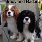 Brady and Radar